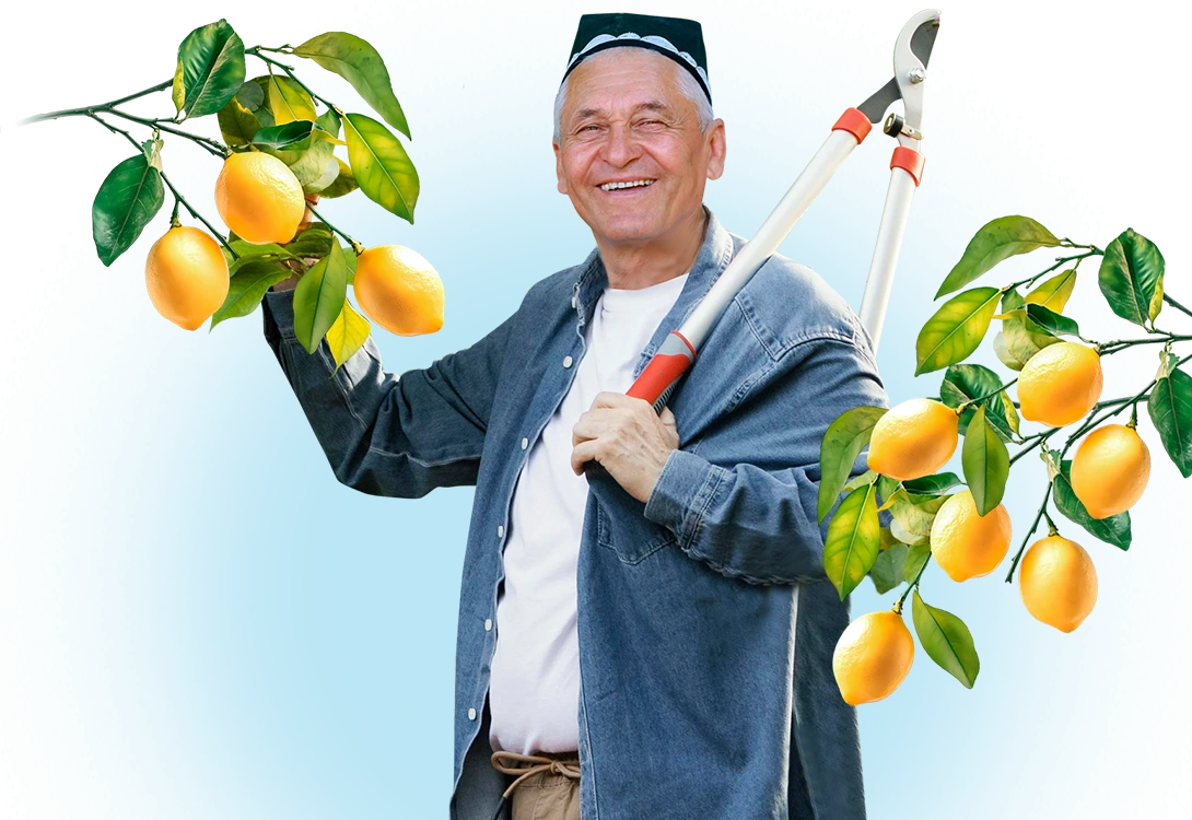 Barakali limonzor